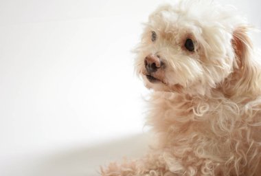 Şirin beyaz köpek, ev hayvanı, beyaz arka plan, tatlı ev, sevgi, aile, bebek köpek, gülümseyen köpek.