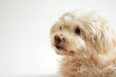 Şirin beyaz köpek, ev hayvanı, beyaz arka plan, tatlı ev, sevgi, aile, bebek köpek, gülümseyen köpek.