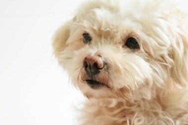 Şirin beyaz köpek, ev hayvanı, beyaz arka plan, güzel ev, sevgi, aile, bebek köpek, gülümsüyor. 