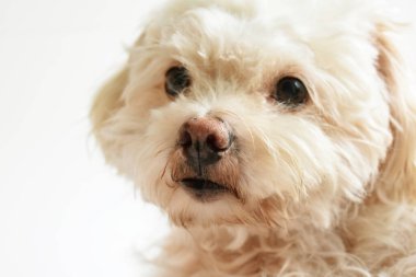 Şirin beyaz köpek, ev hayvanı, beyaz arka plan, güzel ev, sevgi, aile, bebek köpek, gülümsüyor. 