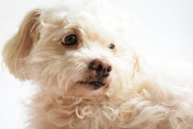 Şirin beyaz köpek, ev hayvanı, beyaz arka plan, güzel ev, sevgi, aile, bebek köpek, gülümsüyor. 