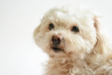 Şirin beyaz köpek, ev hayvanı, beyaz arka plan, güzel ev, sevgi, aile, bebek köpek, gülümsüyor. 