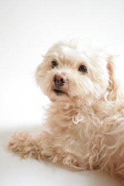 Şirin beyaz köpek, ev hayvanı, beyaz arka plan, güzel ev, sevgi, aile, bebek köpek, gülümsüyor. 