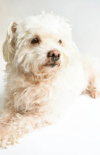 Carino Bianco Cucciolo Cane Animale Domestico Coperto Sfondo Bianco Casa — Foto Stock