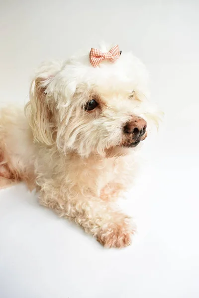 Carino Bianco Cucciolo Cane Animale Domestico Coperto Sfondo Bianco Casa — Foto Stock