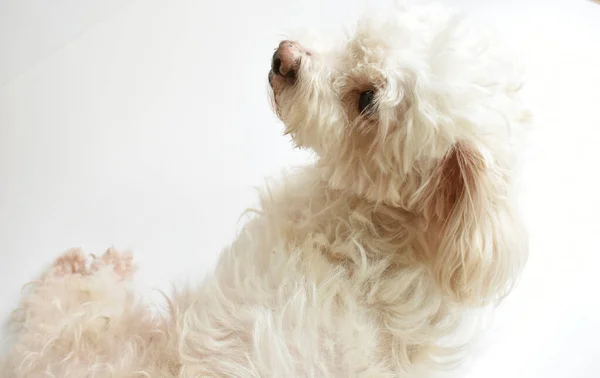 Cute Biały Szczeniak Pies Zwierzę Domowe Kryty Białe Tło Dom — Zdjęcie stockowe