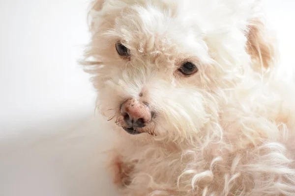 Carino Bianco Cucciolo Cane Animale Domestico Coperto Sfondo Bianco Casa — Foto Stock