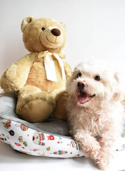 Schattige Witte Pup Hond Huisdier Binnen Witte Achtergrond Huis Zoete — Stockfoto