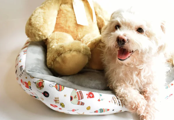 Lindo Cachorro Blanco Perro Mascota Interior Fondo Blanco Hogar Dulce — Foto de Stock