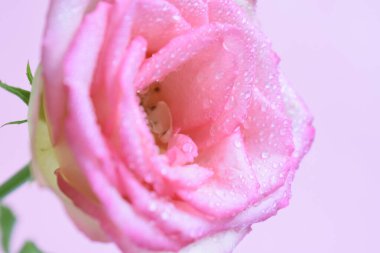 Pastel renginde yumuşak bir odak noktası olan pembe gül kafası. Pembe arka plan, bahar, sevgililer günü çiçeği, düğün, klasik, romantik, mutlu kadın günü, hediye, çiçek arkaplan, pastel, su damlalı gül.