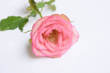 Pastel renginde yumuşak bir odak noktası olan pembe gül kafası. Pembe arka plan, bahar, sevgililer günü çiçeği, düğün, klasik, romantik, mutlu kadın günü, hediye, çiçek arkaplan, pastel, su damlalı gül.