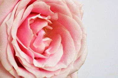 Beyaz arka planda pembe pastel güller, yakın plan, makro, bahar, çiçek, sevgililer günü, romantik, hediye, aşk, güzellik, spa, düğün, evlilik, mutlu kadınlar günü, doğum günü, bağbozumu