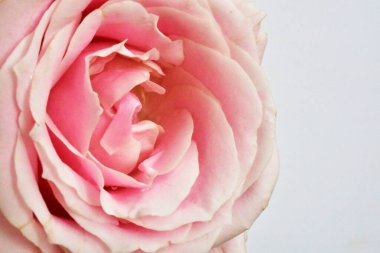 Beyaz arka planda pembe pastel güller, yakın plan, makro, bahar, çiçek, sevgililer günü, romantik, hediye, aşk, güzellik, spa, düğün, evlilik, mutlu kadınlar günü, doğum günü, bağbozumu