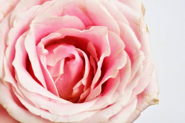 Beyaz arka planda pembe pastel güller, yakın plan, makro, bahar, çiçek, sevgililer günü, romantik, hediye, aşk, güzellik, spa, düğün, evlilik, mutlu kadınlar günü, doğum günü, bağbozumu