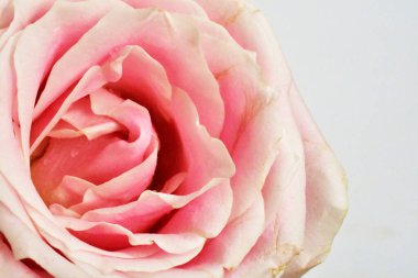 Beyaz arka planda pembe pastel güller, yakın plan, makro, bahar, çiçek, sevgililer günü, romantik, hediye, aşk, güzellik, spa, düğün, evlilik, mutlu kadınlar günü, doğum günü, bağbozumu