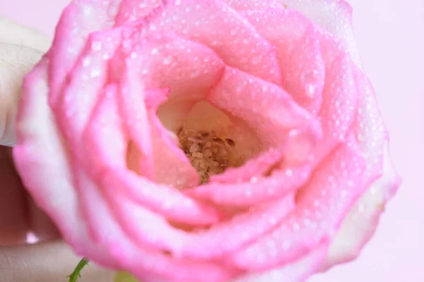 Rosa Pastel Rosa Cabeza Con Enfoque Suave Fondo Rosa Pastel —  Fotos de Stock