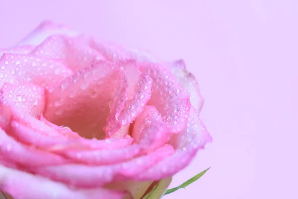 Pink pastel rose head with soft focus in pastel pink background, spring, valentine background,  blossom, wedding, vintage, romantic, happy woman day, gift, floral background, pastel, rose with water drops