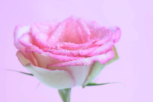 Pink pastel rose head with soft focus in pastel pink background, spring, valentine background,  blossom, wedding, vintage, romantic, happy woman day, gift, floral background, pastel, rose with water drops