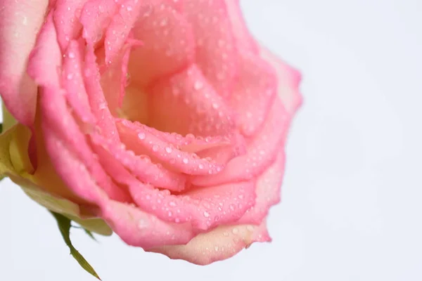 Rosa Pastel Rosa Cabeza Con Enfoque Suave Fondo Rosa Pastel —  Fotos de Stock
