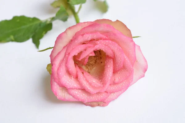 Rose Pastel Rose Tête Avec Accent Doux Dans Fond Rose — Photo