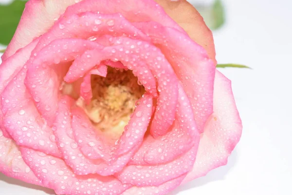 ピンクのパステルピンクの背景 バレンタインの背景 結婚式 ヴィンテージ ロマンチックな 幸せな女性の日 贈り物 花の背景 パステル 水滴でバラで柔らかい焦点で頭をバラ — ストック写真