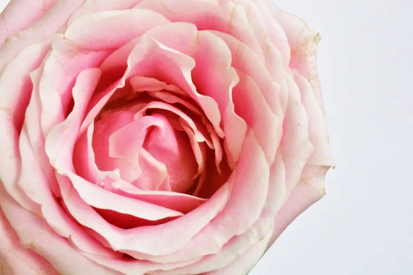 Rosa Rosas Pastel Fondo Blanco Primer Plano Macro Primavera Flor — Foto de Stock