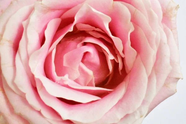 Rosa Rosas Pastel Fundo Branco Close Macro Primavera Flor Dia — Fotografia de Stock