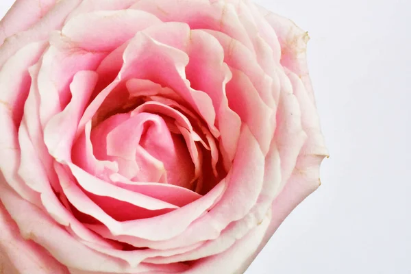 Rosa Rosas Pastel Fondo Blanco Primer Plano Macro Primavera Flor — Foto de Stock