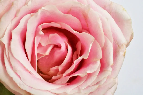 Rosa Rosas Pastel Fondo Blanco Primer Plano Macro Primavera Flor —  Fotos de Stock