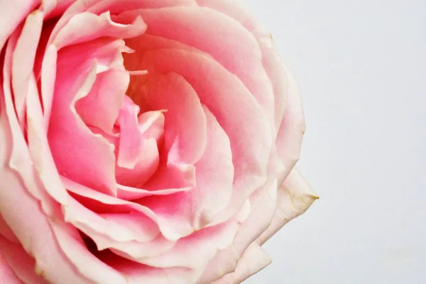 Pink Pastel Roses White Background Close Macro Spring Blossom Valentine — Stock Photo, Image