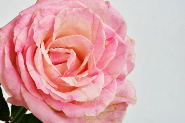 파스텔 장미의 가까이 매크로 발렌타인데이 아름다움 여성의 빈티지 — 스톡 사진