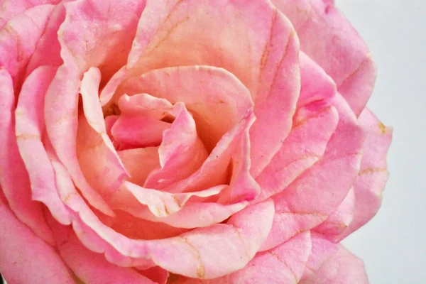 Rosa Pastellrosen Vor Weißem Hintergrund Nahaufnahme Makro Frühling Blüte Valentinstag — Stockfoto