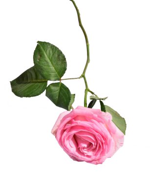 Pembe renkli gül, pastel pembe arka planda izole, gölge yok, kırpma yolu olan gül.