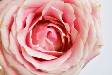 Beyaz arka planda pembe gül, sevgililer günü geçmişi, romantik, aşk, mutlu kadınlar günü, mutlu anneler günü. Babalar günün kutlu olsun, Şükran Günü.