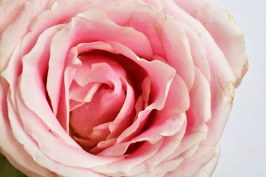 Beyaz arka planda pembe gül, sevgililer günü geçmişi, romantik, aşk, mutlu kadınlar günü, mutlu anneler günü. Babalar günün kutlu olsun, Şükran Günü.