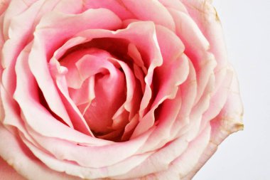 Beyaz arka planda pembe gül, sevgililer günü geçmişi, romantik, aşk, mutlu kadınlar günü, mutlu anneler günü. Babalar günün kutlu olsun, Şükran Günü.