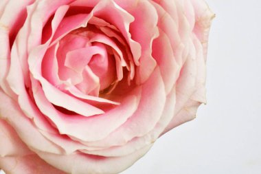 Beyaz arka planda pembe gül, sevgililer günü geçmişi, romantik, aşk, mutlu kadınlar günü, mutlu anneler günü. Babalar günün kutlu olsun, Şükran Günü.