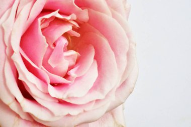 Beyaz arka planda pembe gül, sevgililer günü geçmişi, romantik, aşk, mutlu kadınlar günü, mutlu anneler günü. Babalar günün kutlu olsun, Şükran Günü.