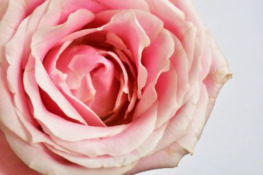 Beyaz arka planda pembe gül, sevgililer günü geçmişi, romantik, aşk, mutlu kadınlar günü, mutlu anneler günü. Babalar günün kutlu olsun, Şükran Günü.