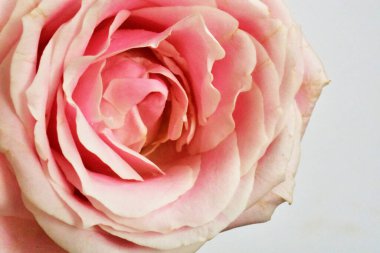 Beyaz arka planda pembe gül, sevgililer günü geçmişi, romantik, aşk, mutlu kadınlar günü, mutlu anneler günü. Babalar günün kutlu olsun, Şükran Günü.