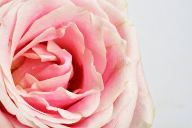 Beyaz arka planda pembe gül, sevgililer günü geçmişi, romantik, aşk, mutlu kadınlar günü, mutlu anneler günü. Babalar günün kutlu olsun, Şükran Günü.