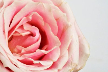 Beyaz arka planda pembe gül, sevgililer günü geçmişi, romantik, aşk, mutlu kadınlar günü, mutlu anneler günü. Babalar günün kutlu olsun, Şükran Günü.