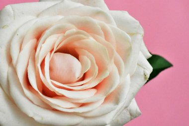 Beyaz arka planda pembe gül, sevgililer günü geçmişi, romantik, aşk, mutlu kadınlar günü, mutlu anneler günü. Babalar günün kutlu olsun, Şükran Günü.