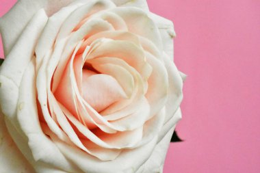 Beyaz arka planda pembe gül, sevgililer günü geçmişi, romantik, aşk, mutlu kadınlar günü, mutlu anneler günü. Babalar günün kutlu olsun, Şükran Günü.