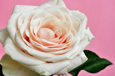 Beyaz arka planda pembe gül, sevgililer günü geçmişi, romantik, aşk, mutlu kadınlar günü, mutlu anneler günü. Babalar günün kutlu olsun, Şükran Günü.