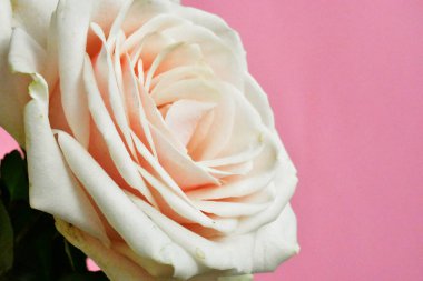 Beyaz arka planda pembe gül, sevgililer günü geçmişi, romantik, aşk, mutlu kadınlar günü, mutlu anneler günü. Babalar günün kutlu olsun, Şükran Günü.