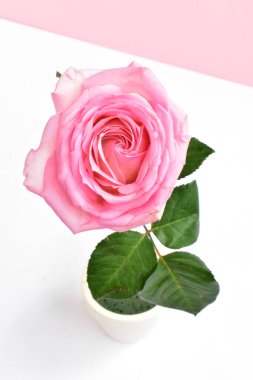 Beyaz arka planda pembe gül, sevgililer günü geçmişi, romantik, aşk, mutlu kadınlar günü, mutlu anneler günü. Babalar günün kutlu olsun, Şükran Günü.