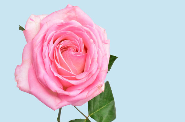 Pink pastel rose isolated in pastel pink background, no shadow, rose with clipping path