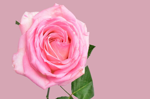 Pink pastel rose isolated in pastel pink background, no shadow, rose with clipping path