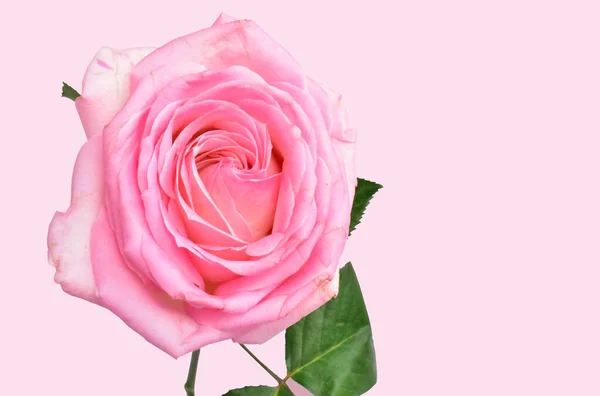 Růžová Pastelová Růže Izolovaná Pastelově Růžovém Pozadí Žádný Stín Růže — Stock fotografie